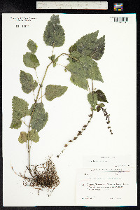 Scutellaria altissima image