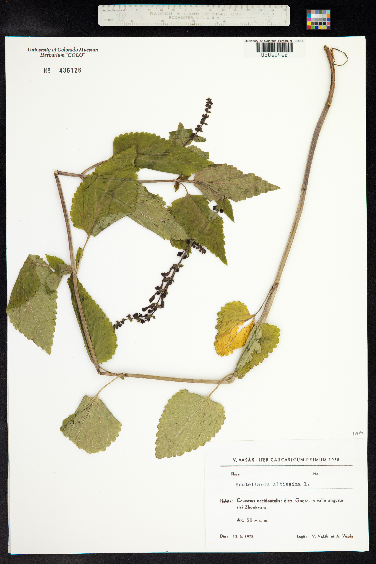 Scutellaria altissima image