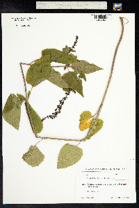 Scutellaria altissima image