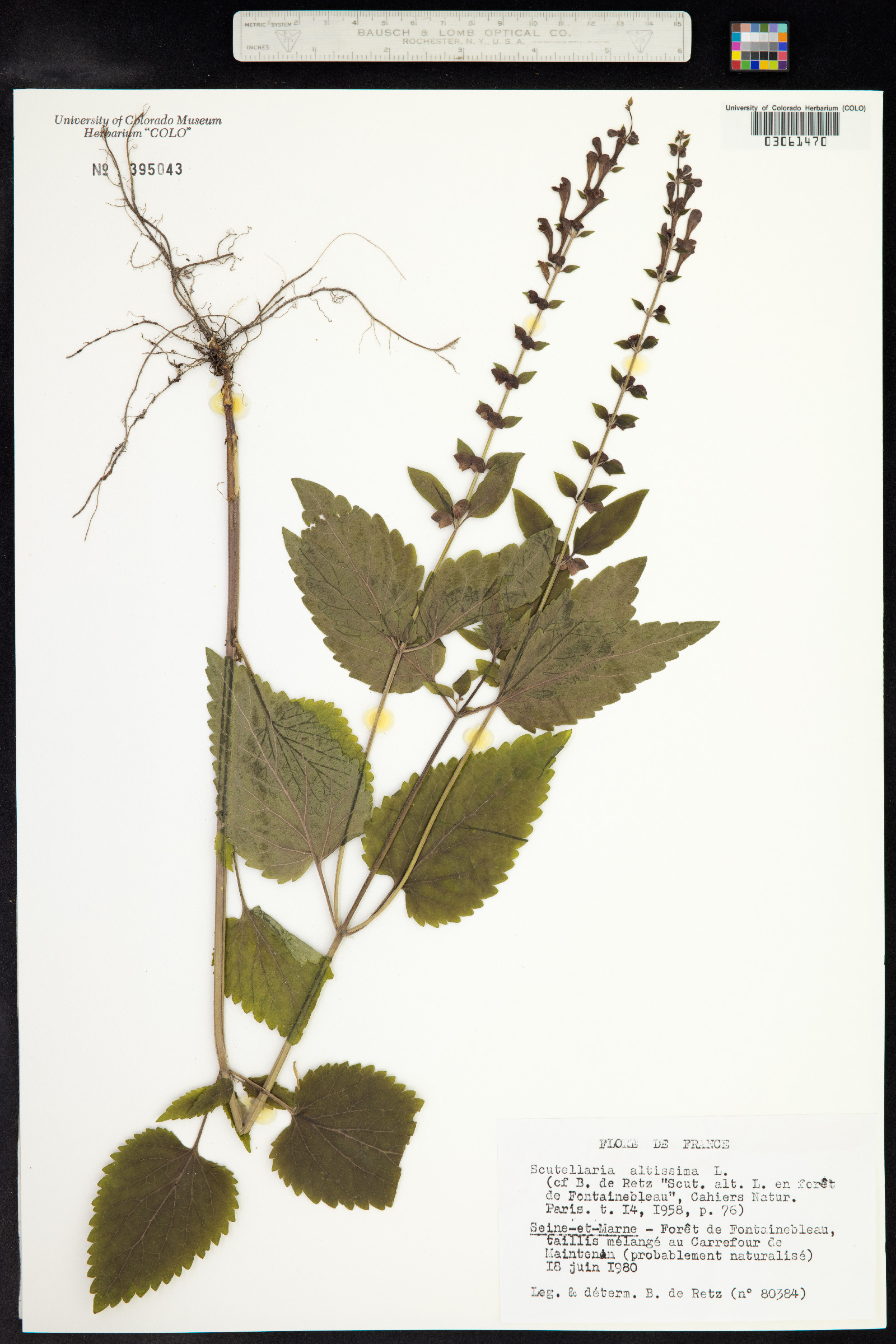 Scutellaria altissima image