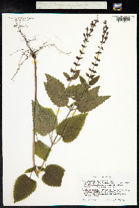 Scutellaria altissima image