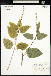Scutellaria altissima image