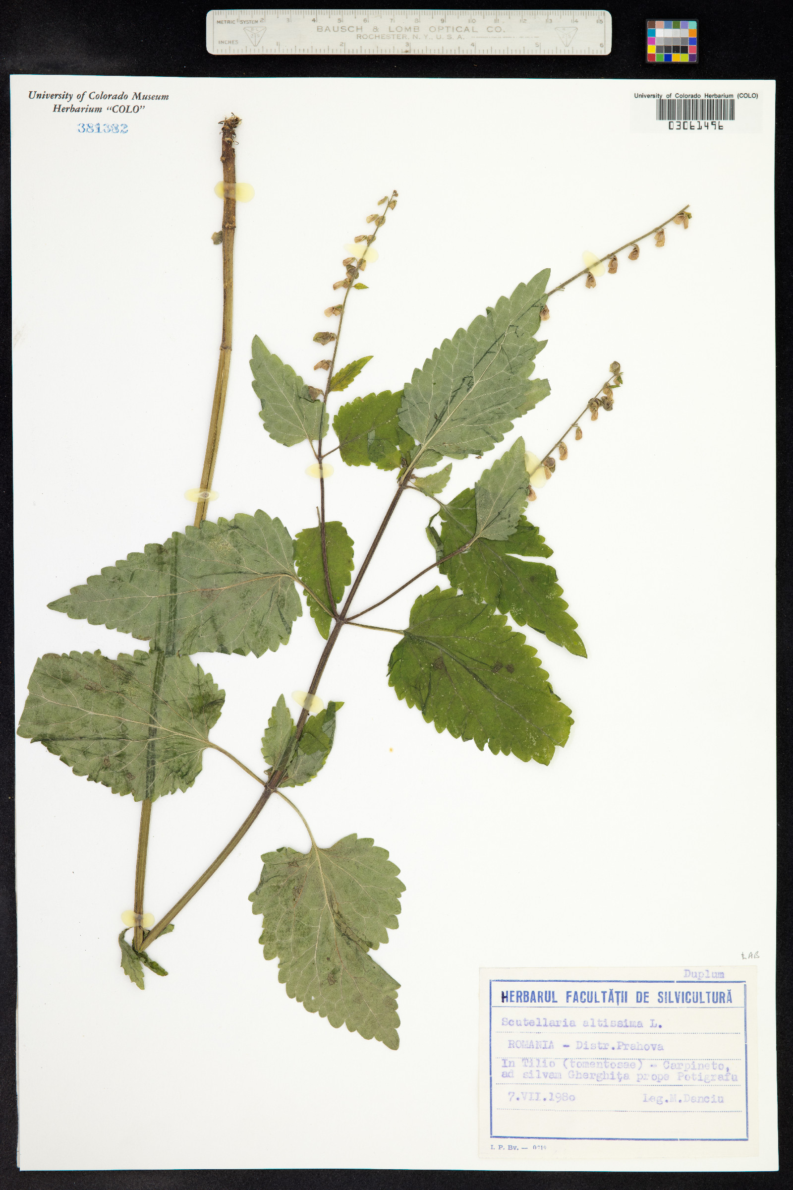 Scutellaria altissima image