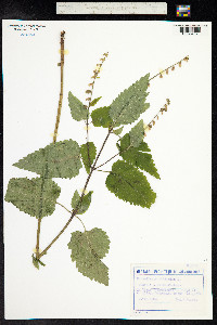 Scutellaria altissima image