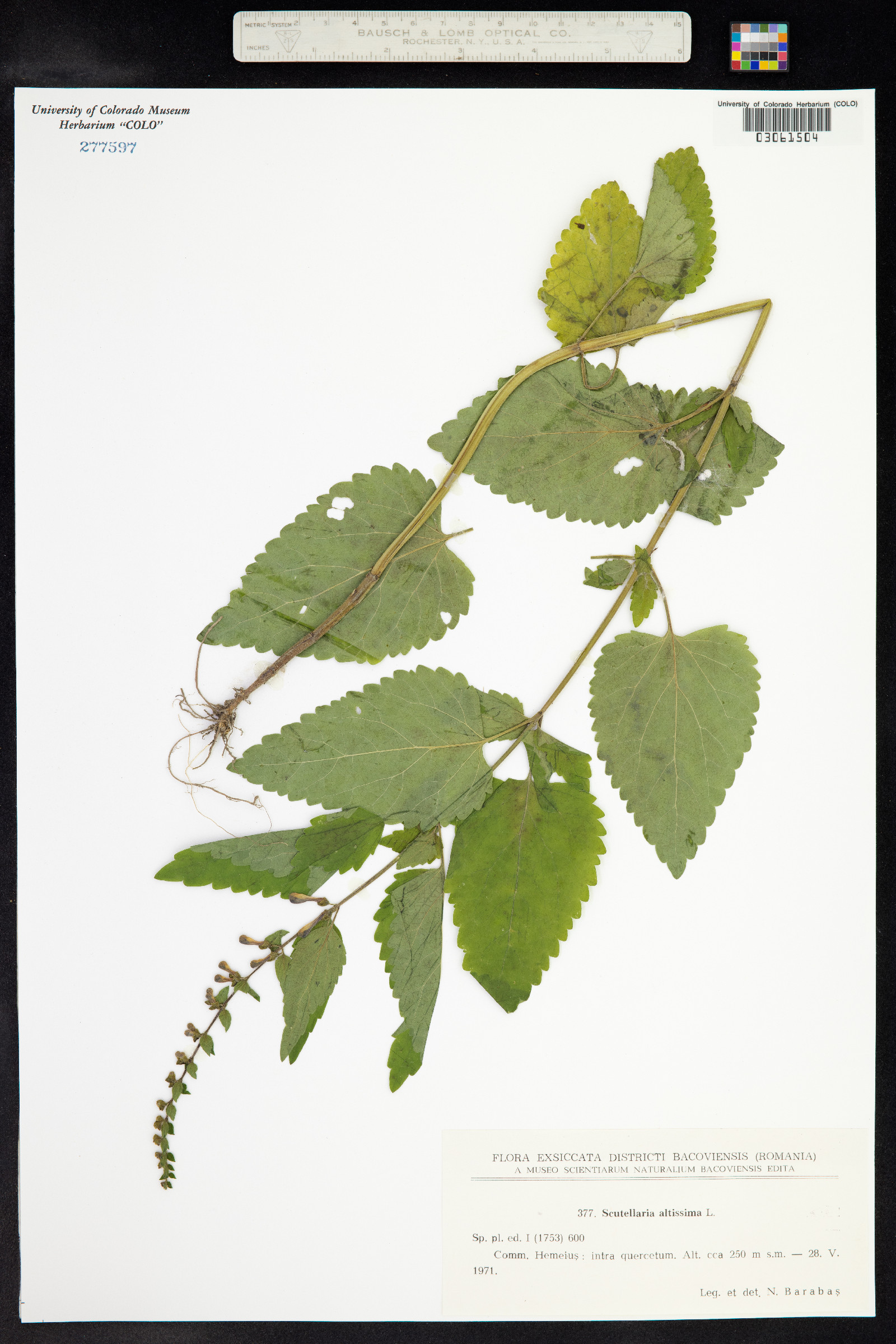 Scutellaria altissima image