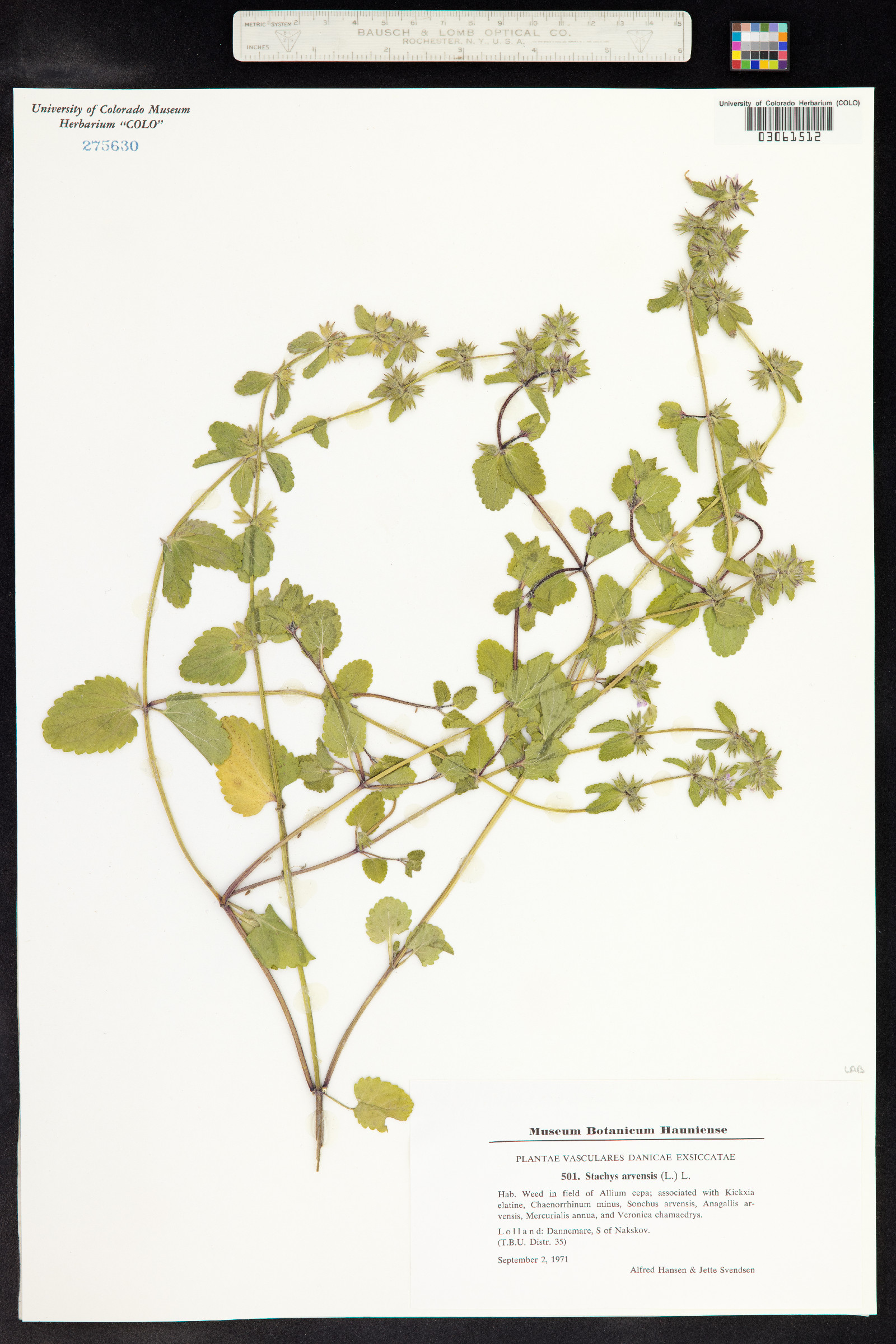 Stachys arvensis image