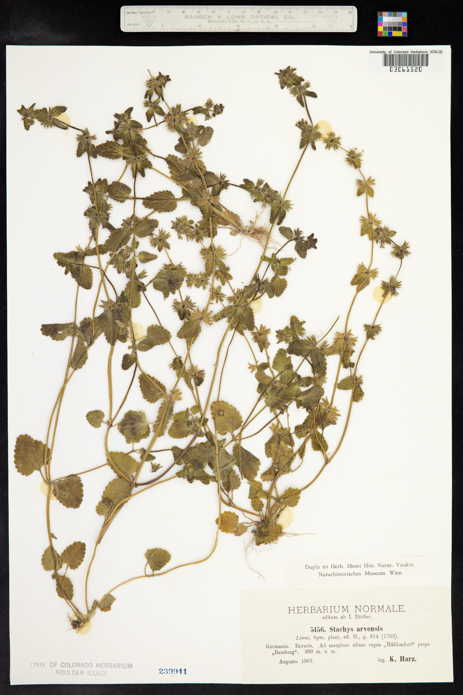 Stachys arvensis image