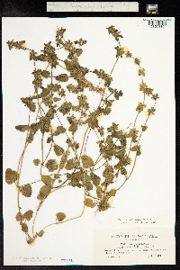 Stachys arvensis image