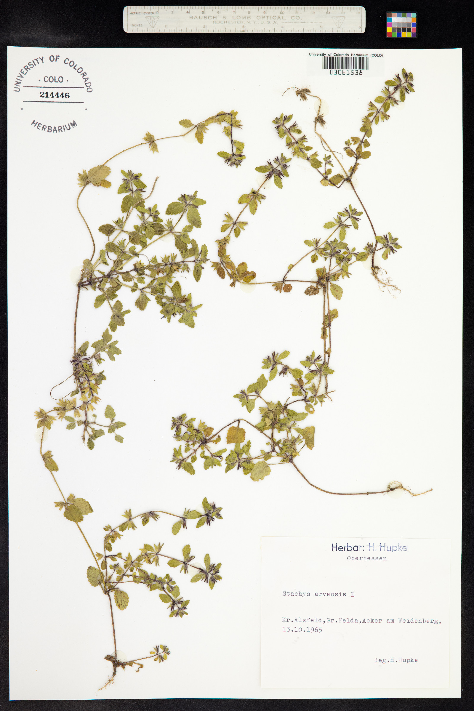 Stachys arvensis image