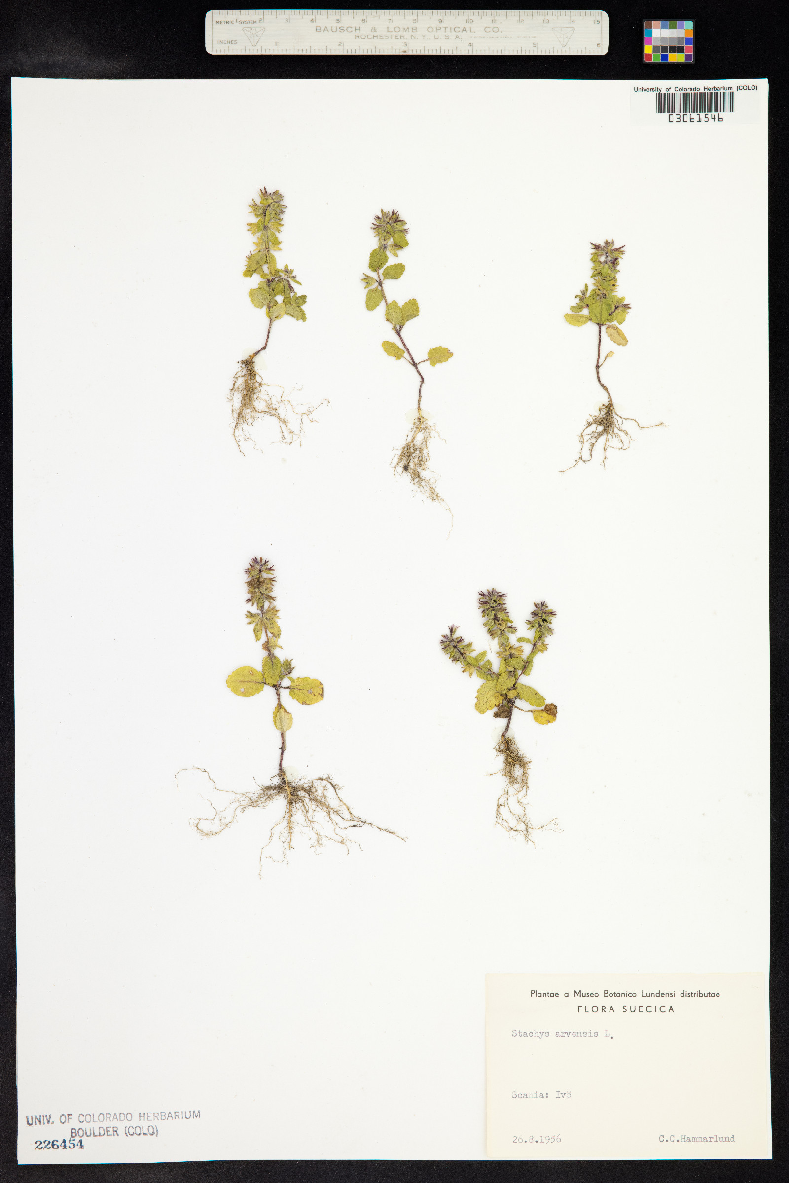 Stachys arvensis image