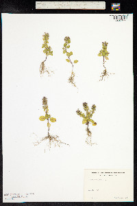 Stachys arvensis image