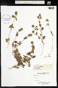 Stachys arvensis image
