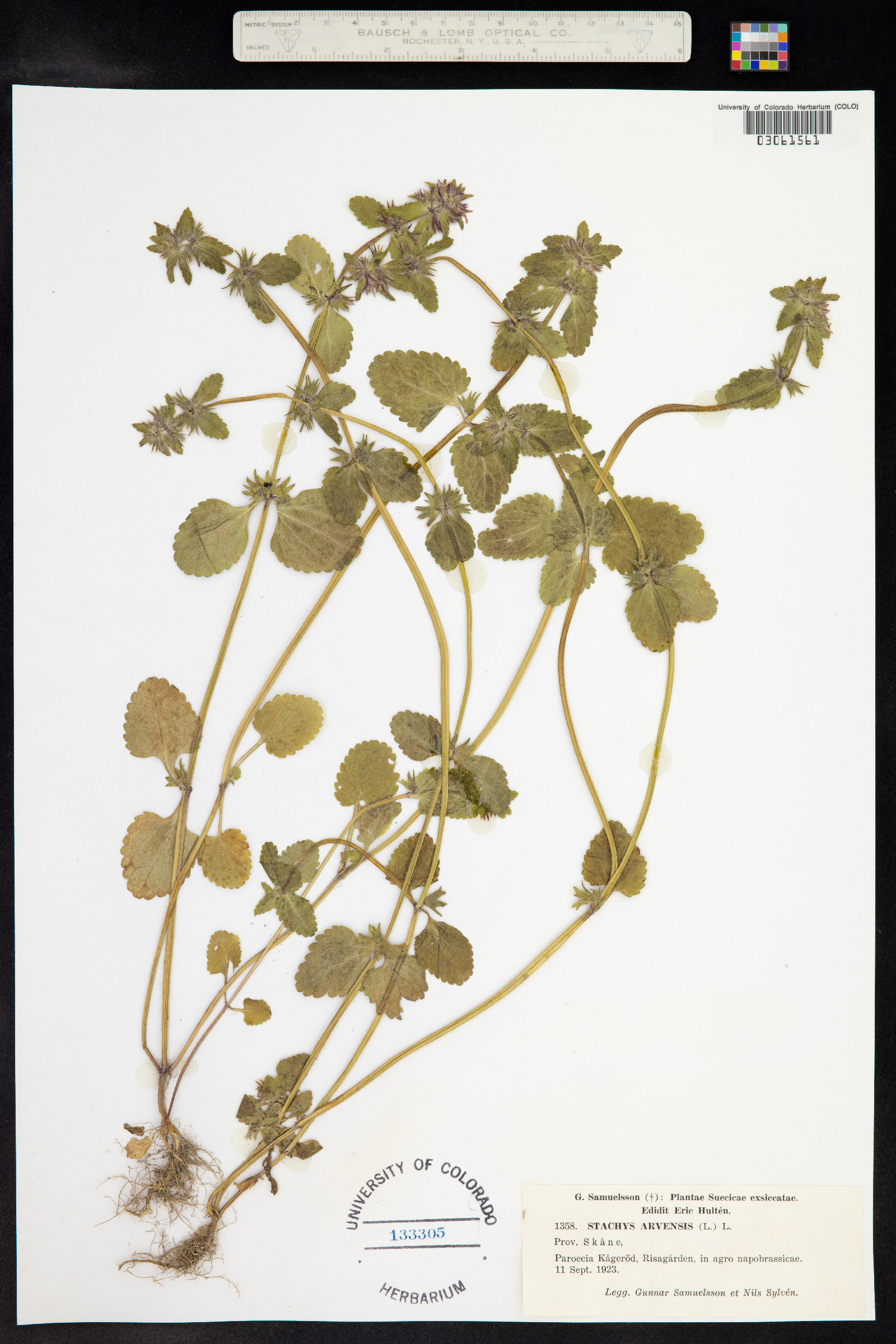 Stachys arvensis image