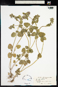 Stachys arvensis image