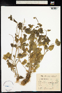 Stachys arvensis image