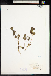Stachys arvensis image