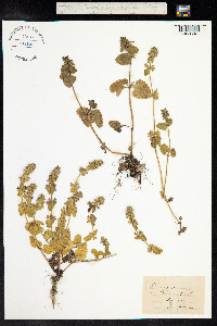 Stachys arvensis image