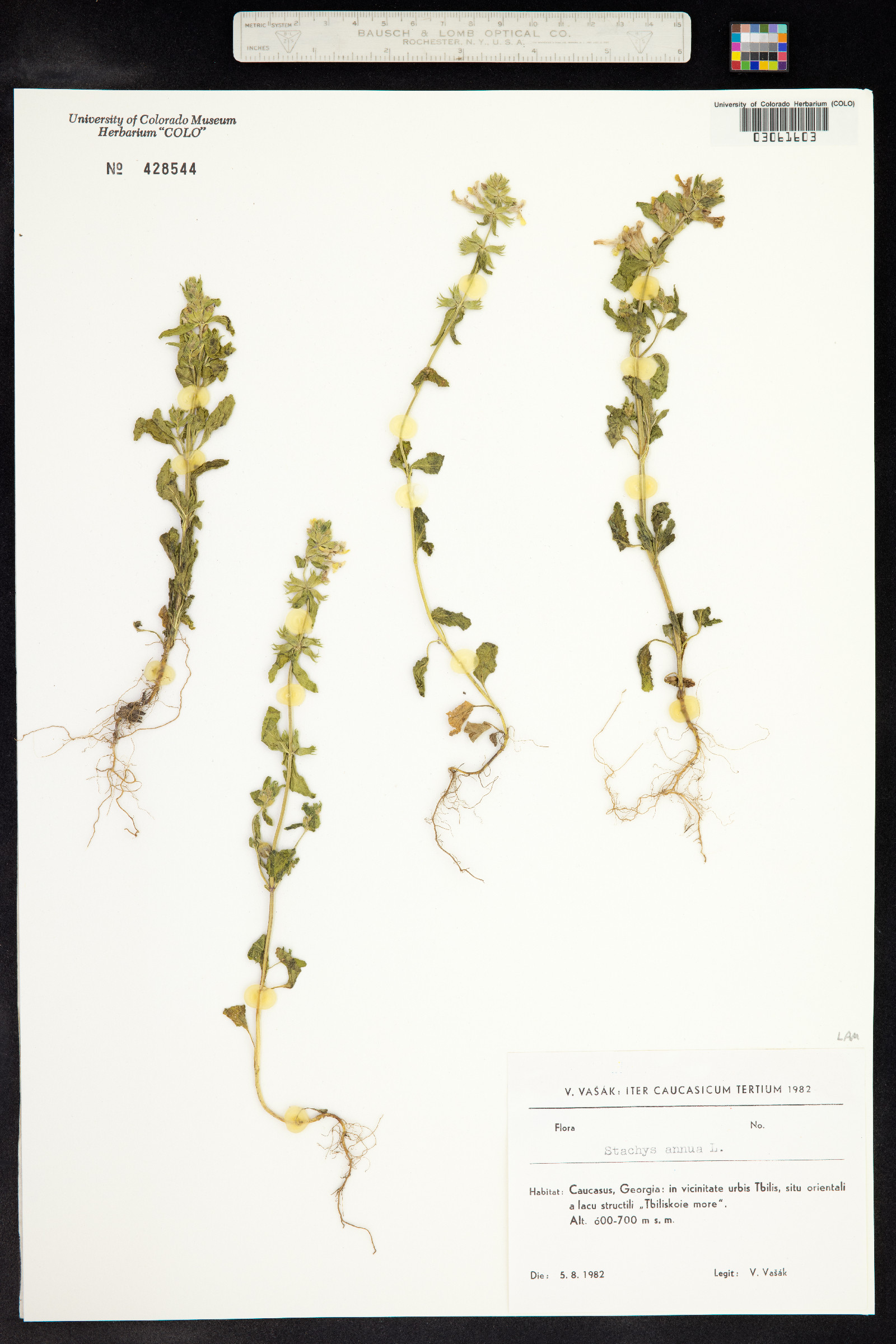 Stachys annua image