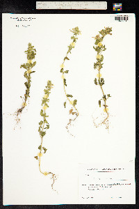 Stachys annua image