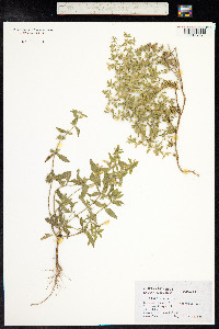Stachys annua image
