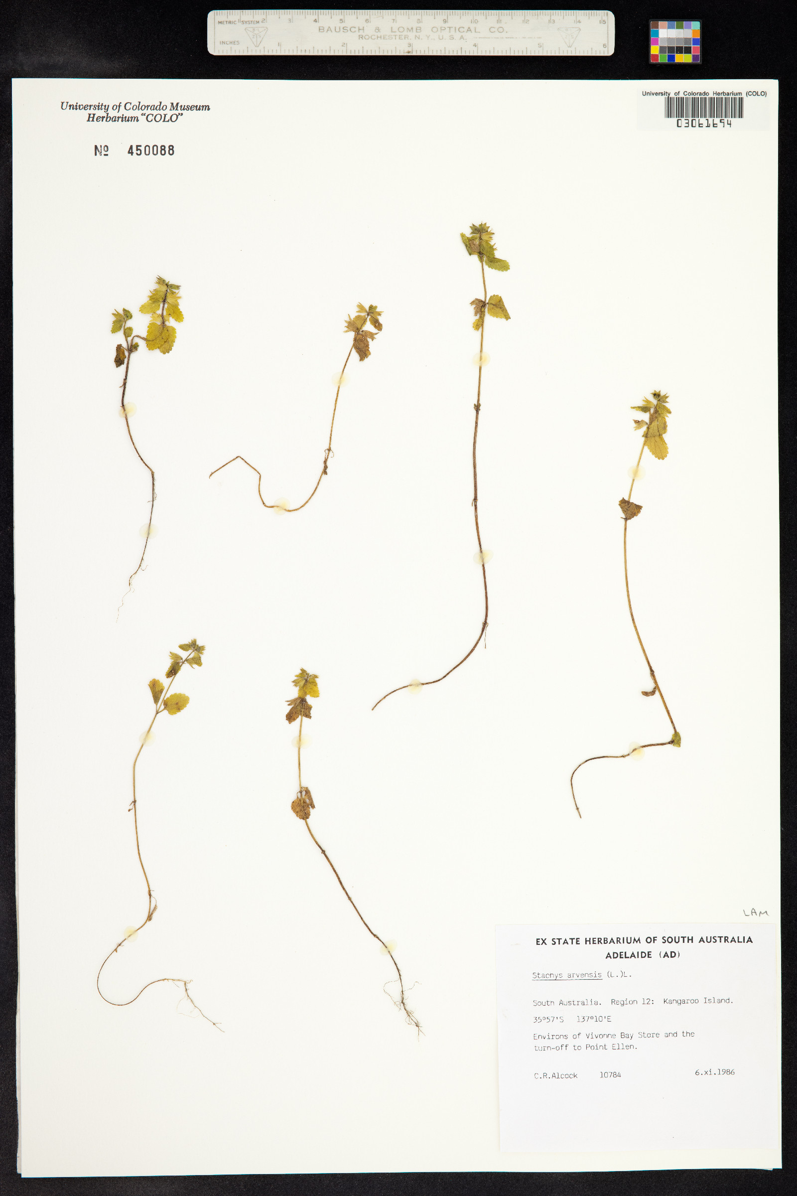Stachys arvensis image