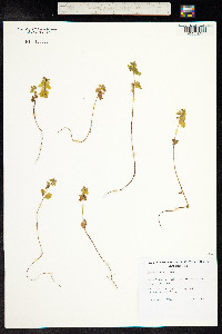 Stachys arvensis image