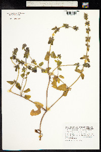 Stachys arvensis image