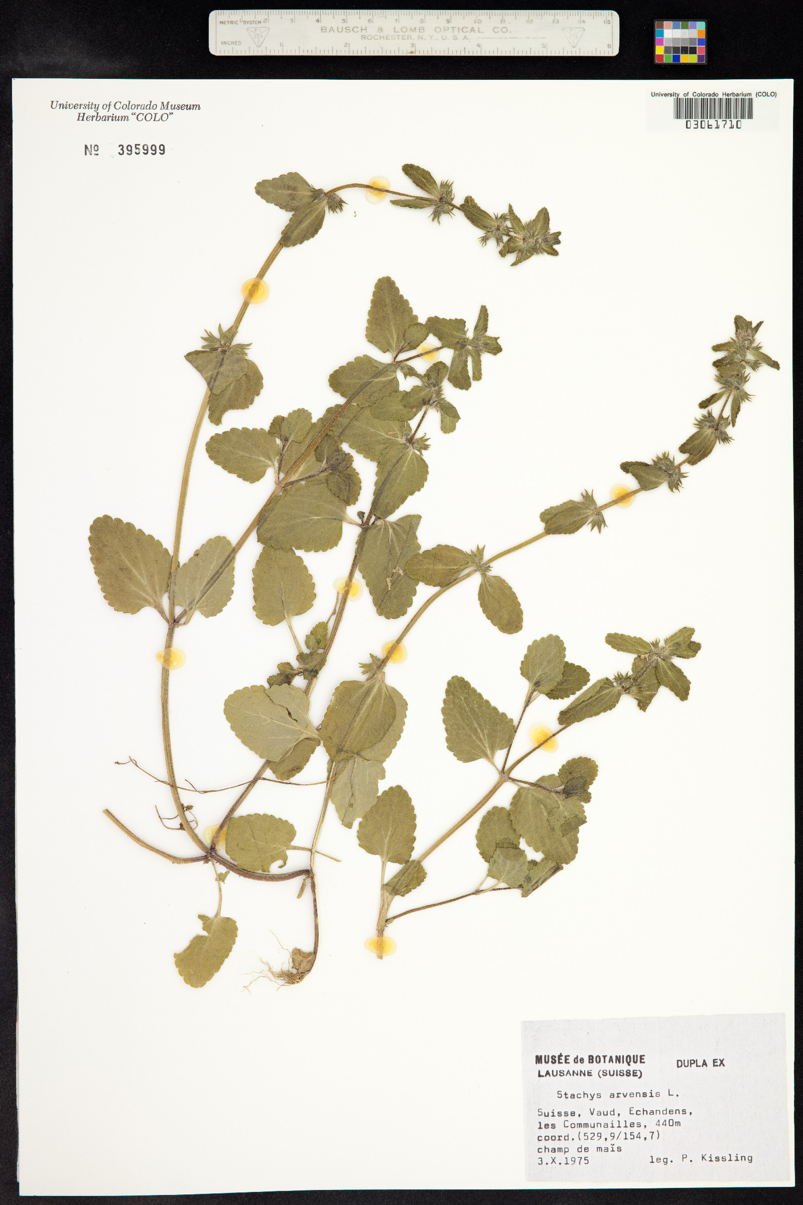 Stachys arvensis image