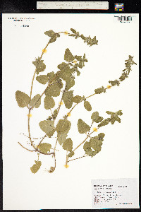 Stachys arvensis image