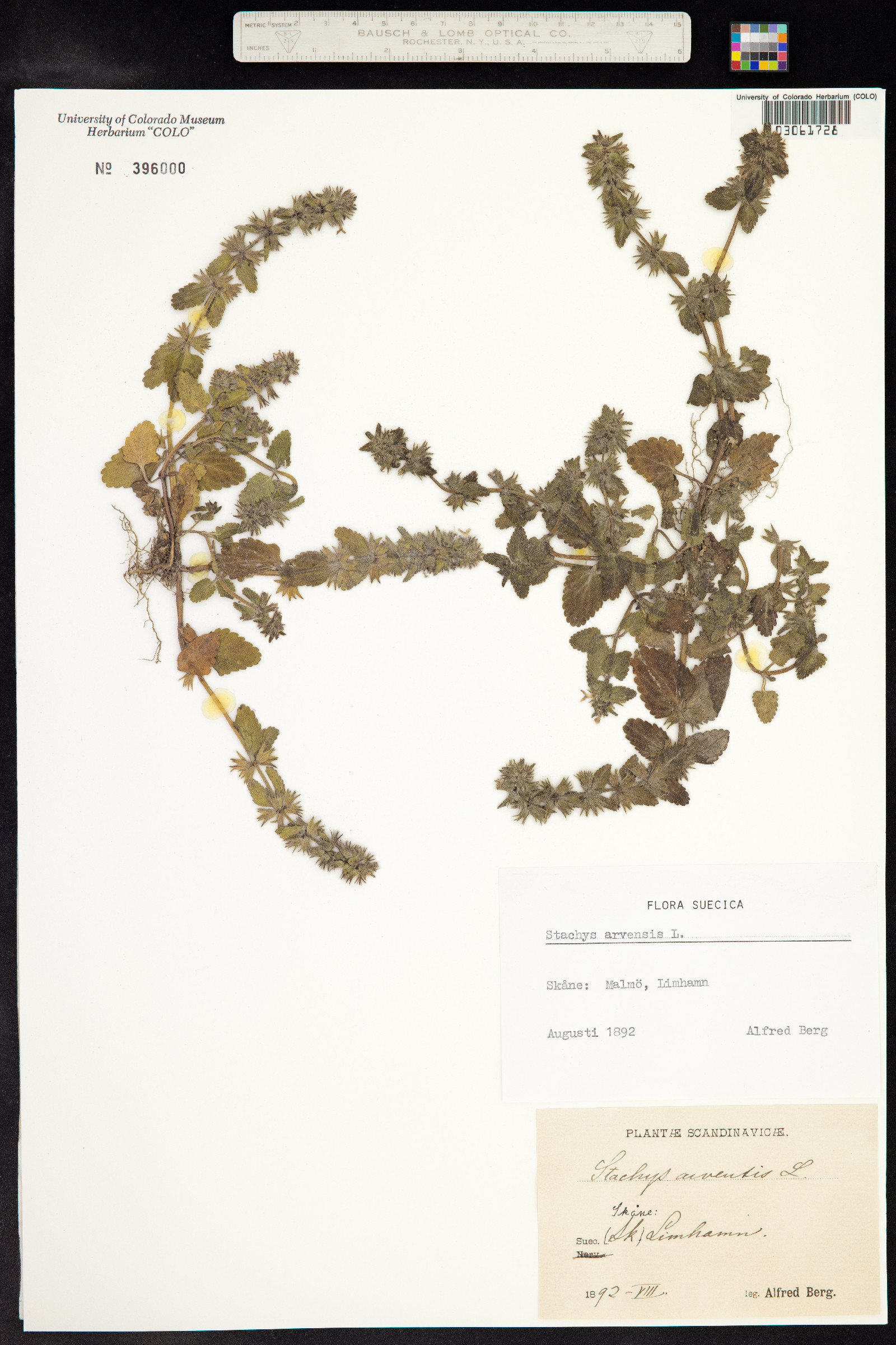 Stachys arvensis image