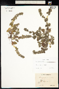 Stachys arvensis image