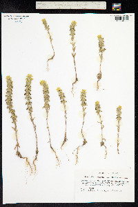 Sideritis montana image