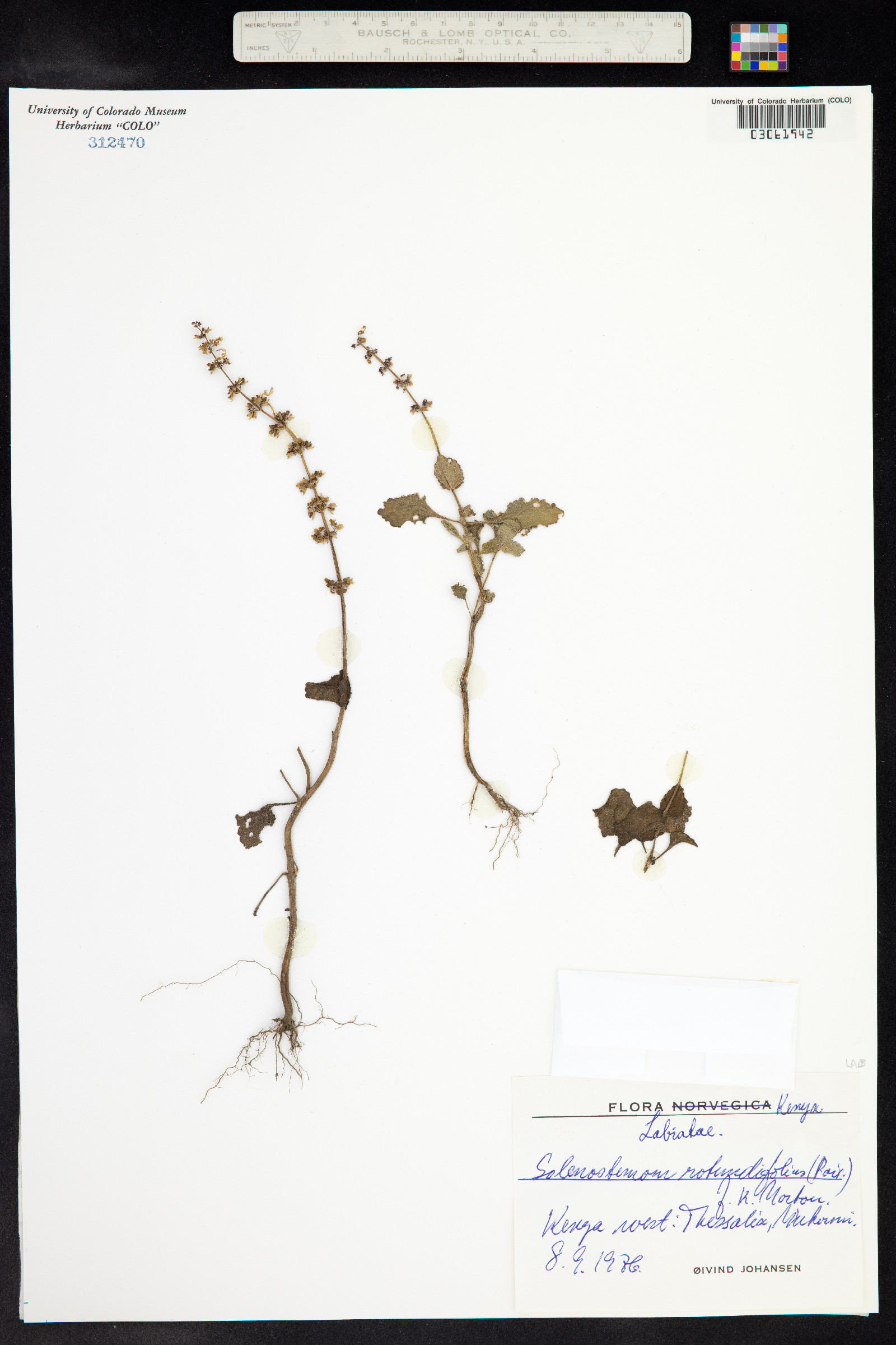 Plectranthus verticillatus image
