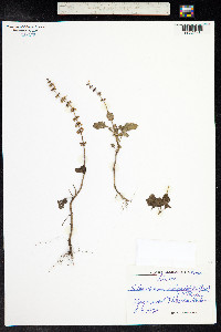 Image of Plectranthus verticillatus