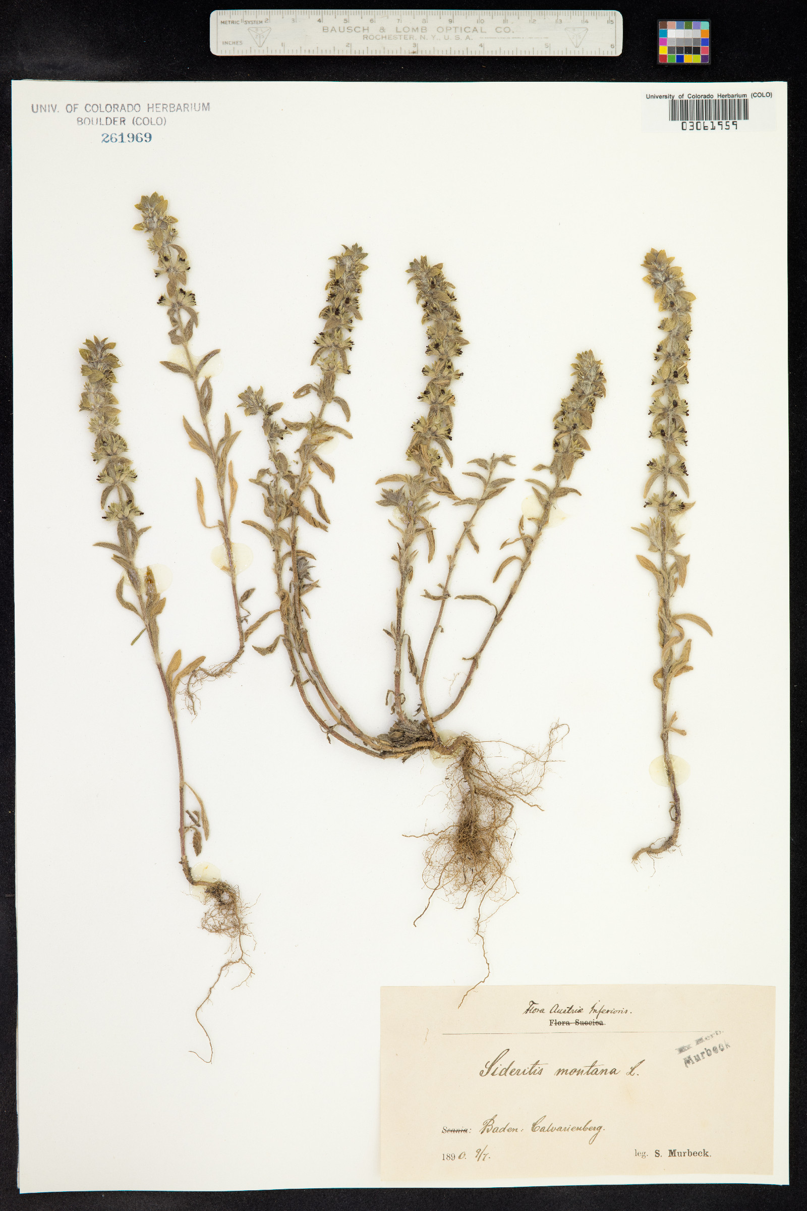 Sideritis montana image