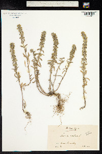 Sideritis montana image