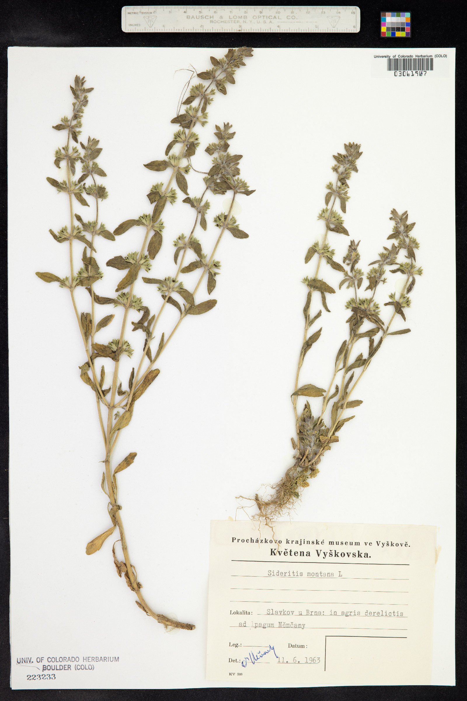 Sideritis montana image