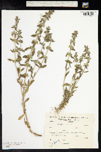 Sideritis montana image