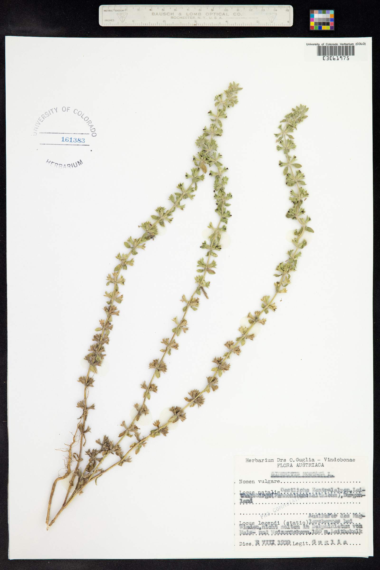Sideritis montana image