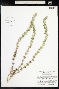 Sideritis montana image