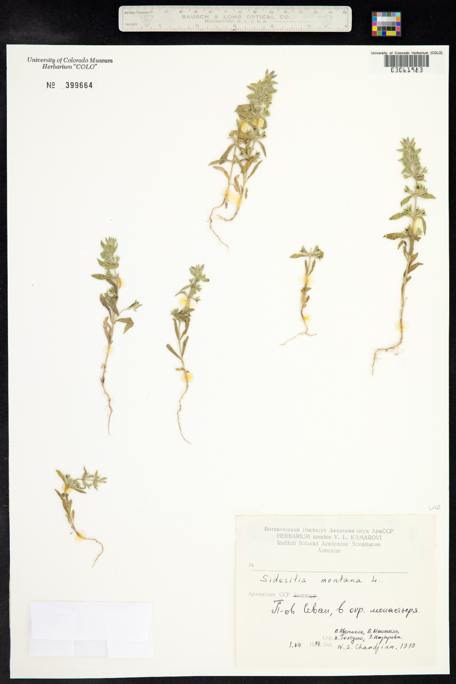 Sideritis montana image