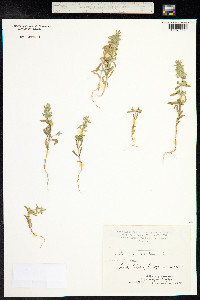 Sideritis montana image