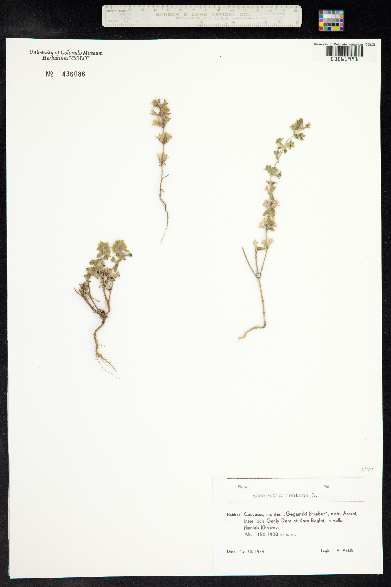 Sideritis image