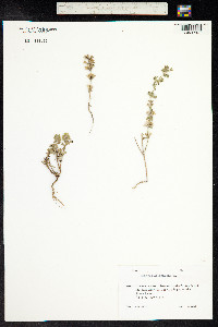 Sideritis montana image