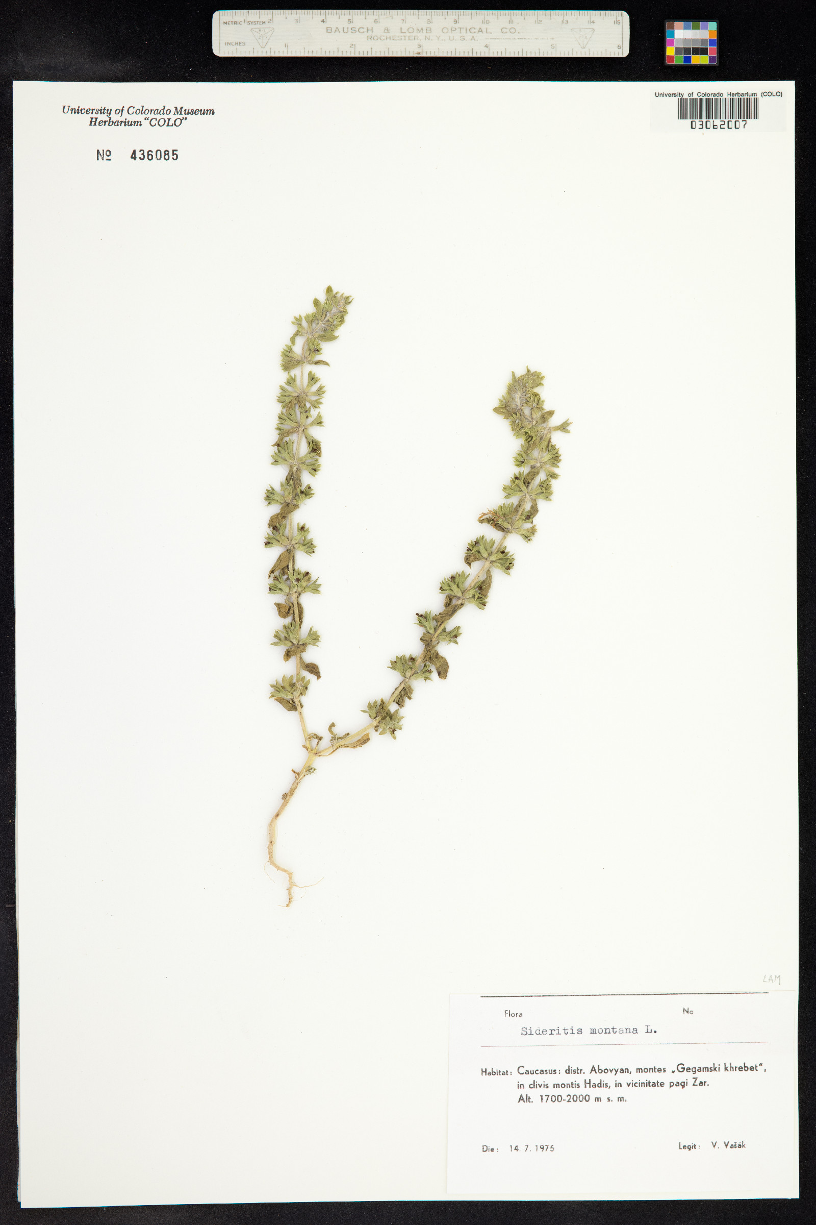 Sideritis montana image