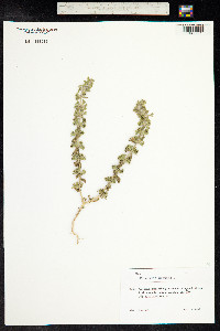 Sideritis montana image