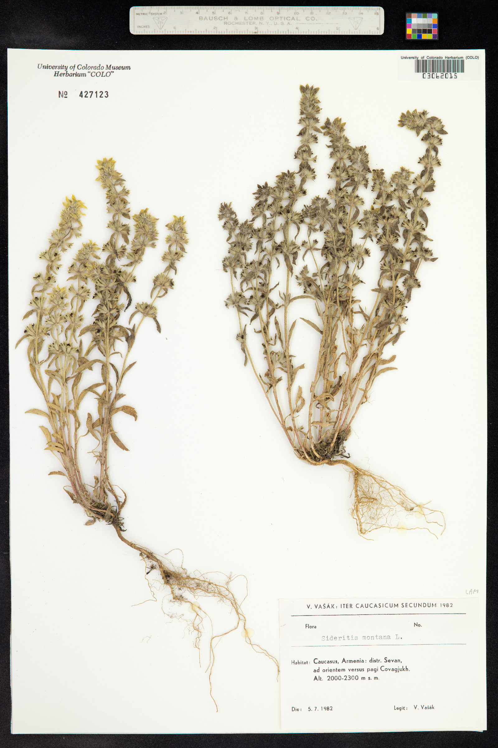 Sideritis montana image