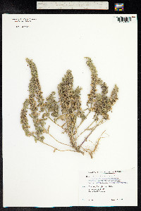 Sideritis montana image