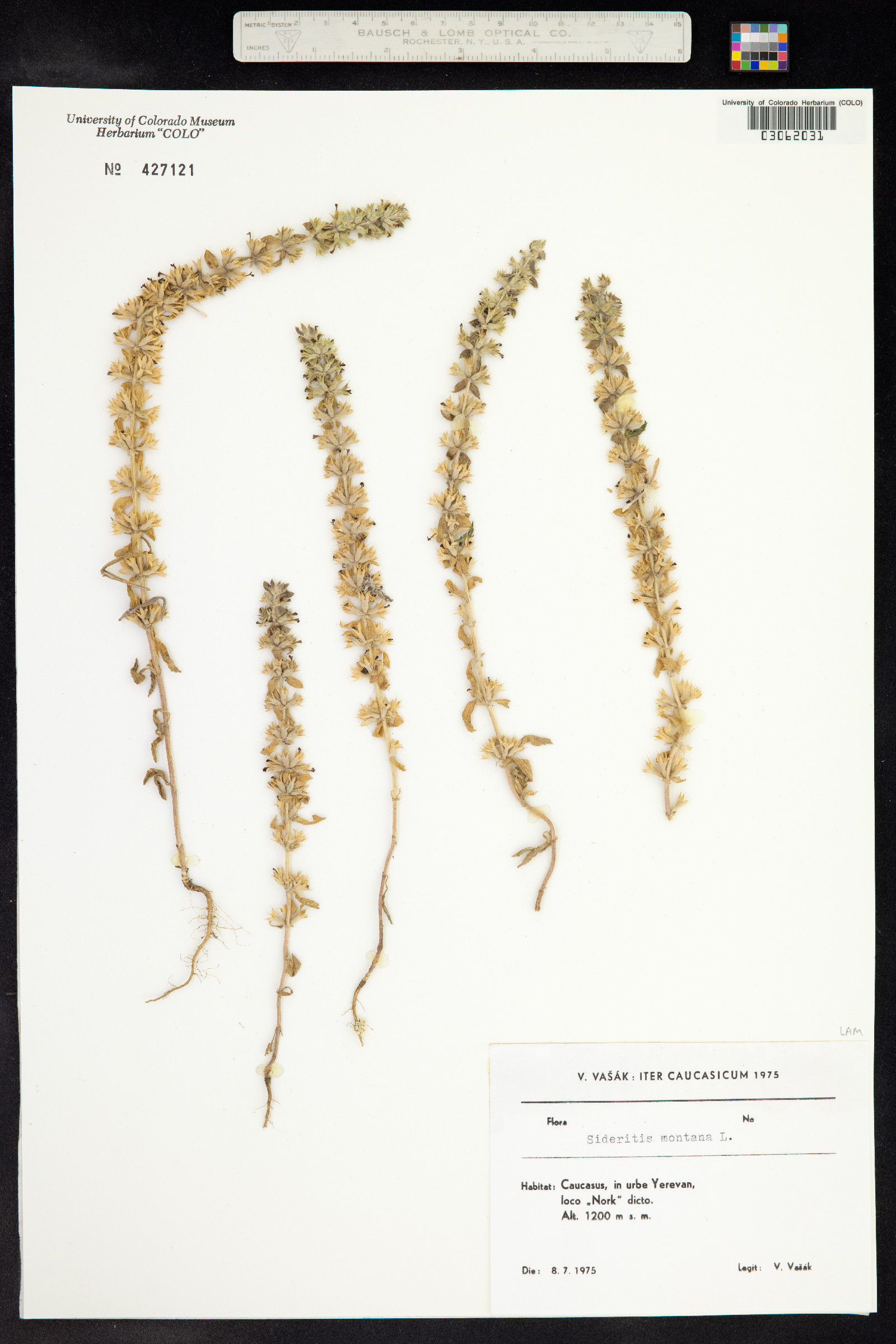 Sideritis montana image