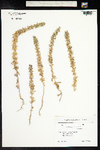 Sideritis montana image